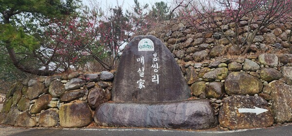 지난 18일 오후 3시40분께 전남 광양시 매화축제가 열리는 매실가 홍쌍리. 코로나 3년동안 광양시 등은 매화축제를 개최하지 못했지만, 내달 10일부터 열흘간 ‘제22회 광양매화축제’가 개막한다. /이상선 기자