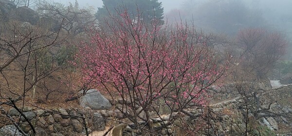 지난 18일 오후 3시43분께 전남 광양시 매화축제가 열리는 매실가 홍쌍리. /이상선 기자 