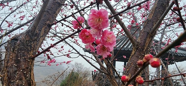 지난 18일 오후 3시45분께 전남 광양시 매화축제가 열리는 매실가 홍쌍리 매화들이 꽃망울을 터트렸다. /이상선 기자 