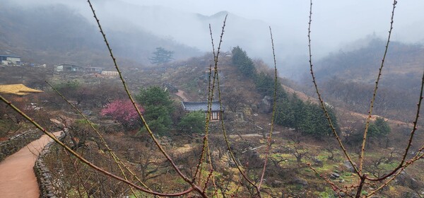 지난 18일 오후 비내리는 매화마을. 내달 10일이면 축제장은 매화 향기가 가득할 것으로 예상된다. /이상선 기자