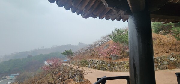 지난 18일 오후 4시47분께 비내리는 매화마을에 매화가 아직은 앙상하지만 봄에 물이 오르면 분홍 꽃잎들이 흐드러질 것이다/이상선 기자