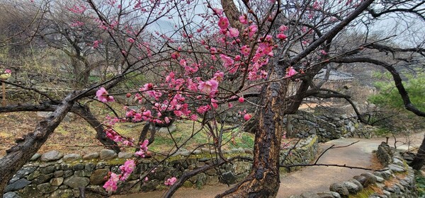 지난 18일 오후 4시께 전남 광양시 매화축제가 열리는 매실가 홍쌍리 매화들이 꽃망울을 터트렸다. /이상선 기자 