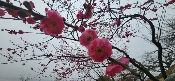 지난 18일 오후 3시45분께 전남 광양시 매화축제가 열리는 매실가 홍쌍리 매화들이 꽃망울을 터트렸다. /이상선 기자 