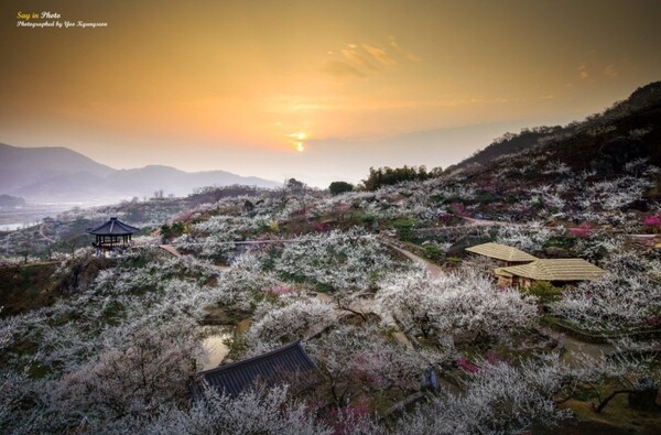 지난 2017년 '오늘 아침 광양매화마을 일출'. /유경선의 포토블로그 캡쳐