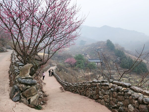  지난 18일 오후 매화의 향기에 빠져든 관광객들의 웃음꽃에 매화도 花들짝 반긴다. /이상선 기자