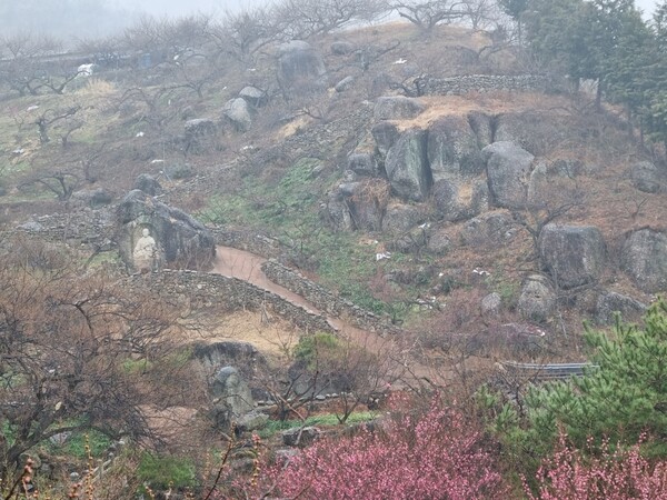  지난 18일 오후 4시47분께 비내리는 매화마을에 매화가 아직은 앙상하지만 비에 물이 오르면 분홍 꽃잎들이 흐드러질 것으로 예상된다. /이상선 기자