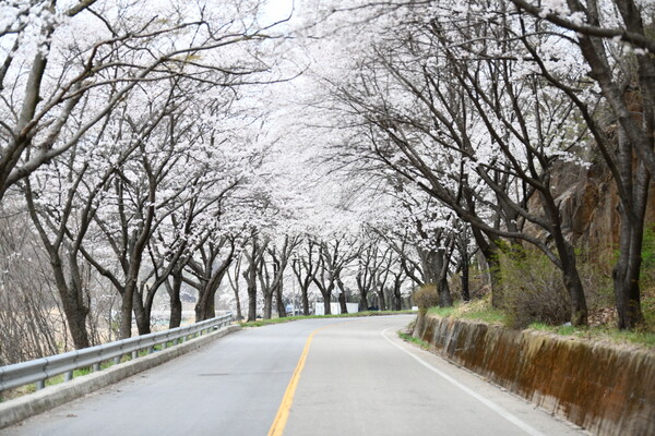  장수읍 덕산계곡을 따라 내려가는 벚꽃 터널
