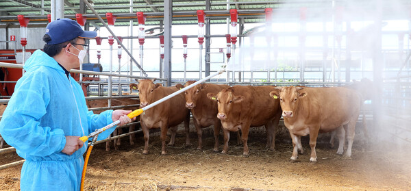 연일 최고기온 30도가 넘어가는 폭염이 이어지고 있는 3일 완주군 고산면에 위치한 한 축산농가에서 축사 주인이 소들에게 시원한 물을 뿌려주고 있다.