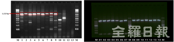 왼쪽부터 고초균 동정을 위한 recA 유전자 영역 분자표지를 활용한 PCR증폭과 초산균 동정을 위한 rpoD 유전자 영역 분자표지를 활용한 PCR증폭 사진./농총진흥청 제공.