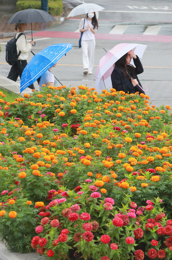 절기상 추분을 사흘 앞둔 20일 가을비가 촉촉히 내린 전북대학교에서 백일홍과 아프리칸 메리골드가 활짝 핀 교정을 학생들이 우산을 받고 이동을 하고 있다./이원철 기자