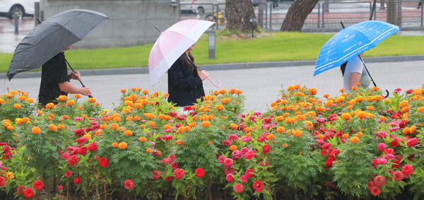 절기상 추분을 사흘 앞둔 20일 가을비가 촉촉히 내린 전북대학교에서 백일홍과 아프리칸 메리골드가 활짝 핀 교정을 학생들이 우산을 받고 이동을 하고 있다./이원철 기자