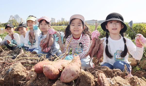 11일 완주군 농촌진흥청 국립식량과학원 전시포에서 어린이 초청 고구마 수확 체험에 참가한 어린이들이 자신들이 수확한 고구마를 보여주고 있다.