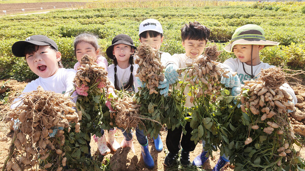 11일 완주군 농촌진흥청 국립식량과학원 전시포에서 어린이 초청 고구마·땅콩 수확 체험에 참가한 어린이들이 자신들이 수확한 고구마를 보여주고 있다.
