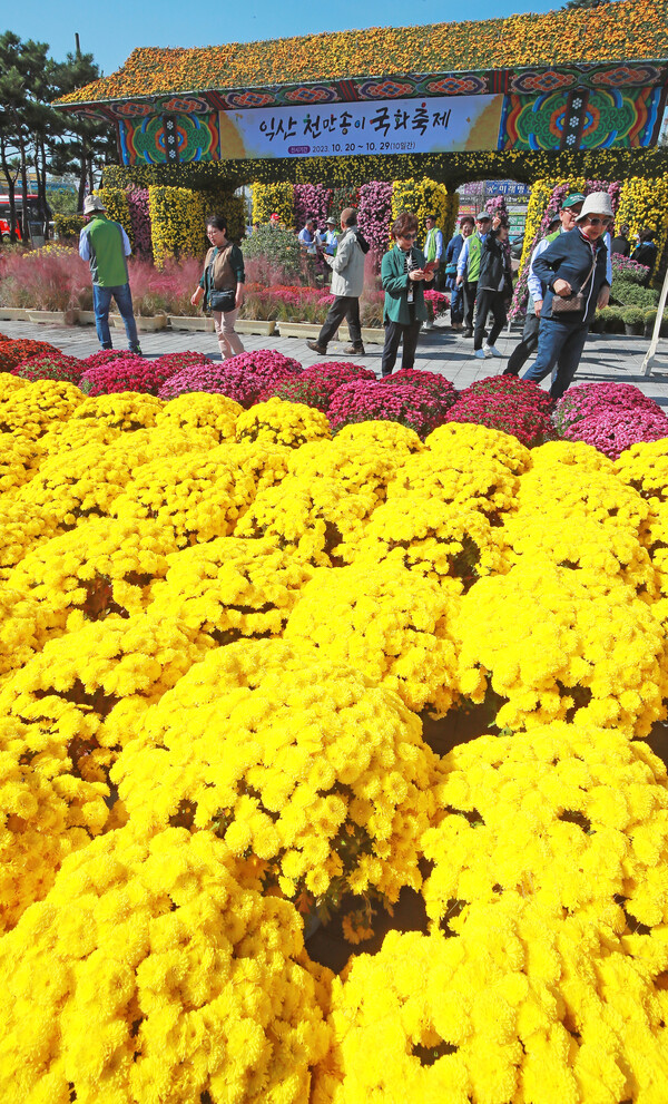 제20회 익산 천만송이 국화축제를 이틀 앞둔 18일 익산 중앙체육공원에 마련된 형형색색의 국화꽃 정원을 찾은 관광객들이 가을 정취를 만끽하고 있다./이원철기자