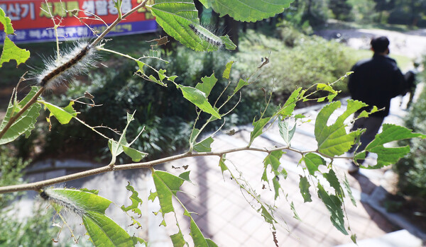 이상기온으로 미국흰불나방이 확산돼 나무들이 몸살을 앓고 있는 가운데 18일 전북대학교 캠퍼스 내 나무에 미국흰불나방 유충과 유충에게 갉아먹힌 나뭇잎들이 보이고 있다.