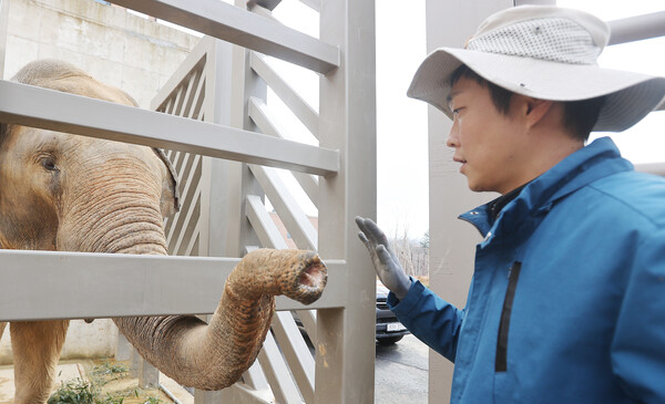 13일 전주동물원 신식 코끼리 사육장에서 코끼리 담당 사육사가 서울 어린이대공원에서 온 코끼리 캄돌이를 살펴보고 있다. 이후 암컷 캄순이와 새끼 코리가 사육장으로 합류할 예정이다.