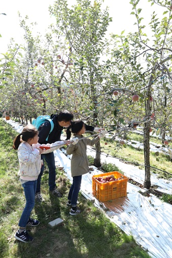 무주군제공= 사과나무 분양 수확 체험