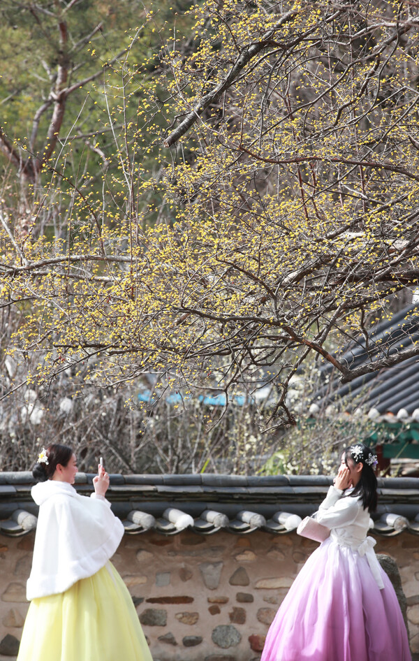낮 기온이 오르면서 포근한 날씨를 보인 27일 전주향교를 찾은 여성 관광객이 꽃망울을 활짝 터트린 산수유 나무 아래에서 한복을 곱게 차려 입고 추억의 한 컷을 담고 있다./이원철기자