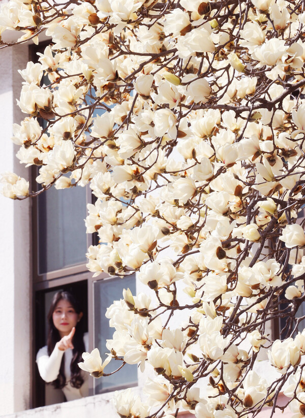 완연한 봄기운이 이어지고 있는 18일 전북대학교 캠퍼스에 목련이 활짝 펴 한 학생이 핸드폰으로 사진을 찍고 있다.