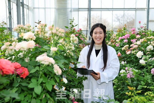 -장미생육 조사중인 범혜랑 농업연구사.