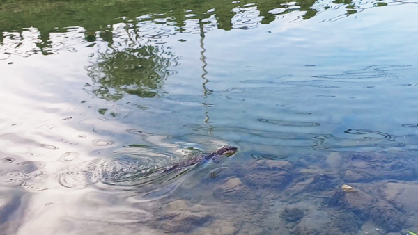 전주 노송천 수달의 모습