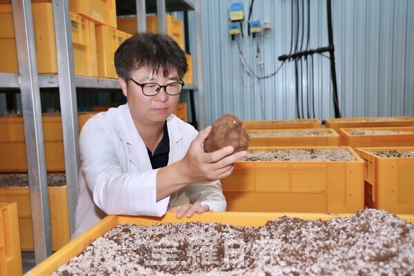 복령 생육을 확인하는 정현수 농업연구사.