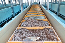 복령 상자재배.