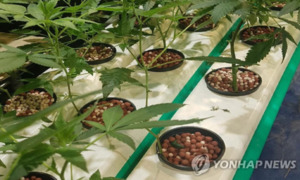 전북자치도, 수요 폭증 '의료용 대마' 도내 거점산업 육성 전략마련에 ... - 뉴스 썸네일 이미지