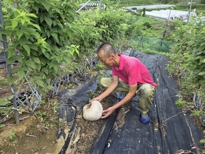 남원 산내면서 <b>댕구알버섯</b> 13년 연속 발견